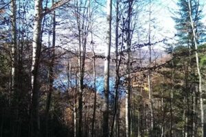 3 Mesteceni – Popasul Valea Pivniței