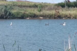 Ansamblul de locuinte PARADISUL FLORILOR din cadrul complexului rezidential PARADISUL VERDE