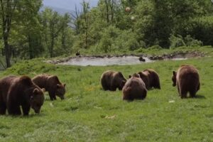 Apartament Zarnesti City Center VMP