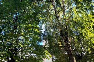 ApartHotel Sibiu Cedonia