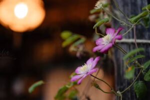 Babou Maramures campsite/pension