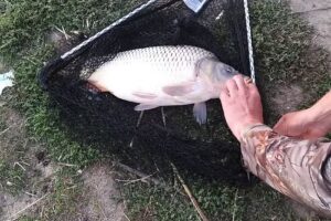 BALTA MERITABIO CHERESIG BIHOR