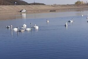 Baza de agrement Little Prince