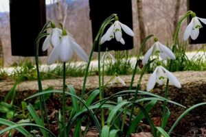 Ben’s Adventure Camp