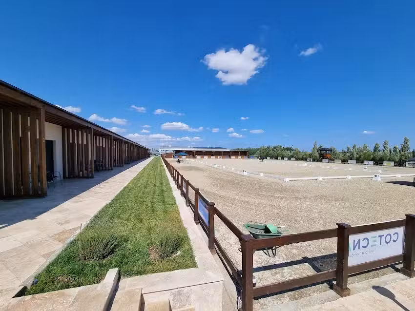 BLACK SEA HORSES Constanta