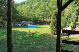 Cabana de Vânătoare Bănucu