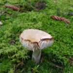 Cabana de vânătoare Câmpuşel