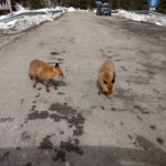 Cabana de vânătoare Câmpuşel