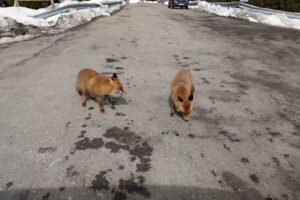 Cabana de vânătoare Câmpuşel