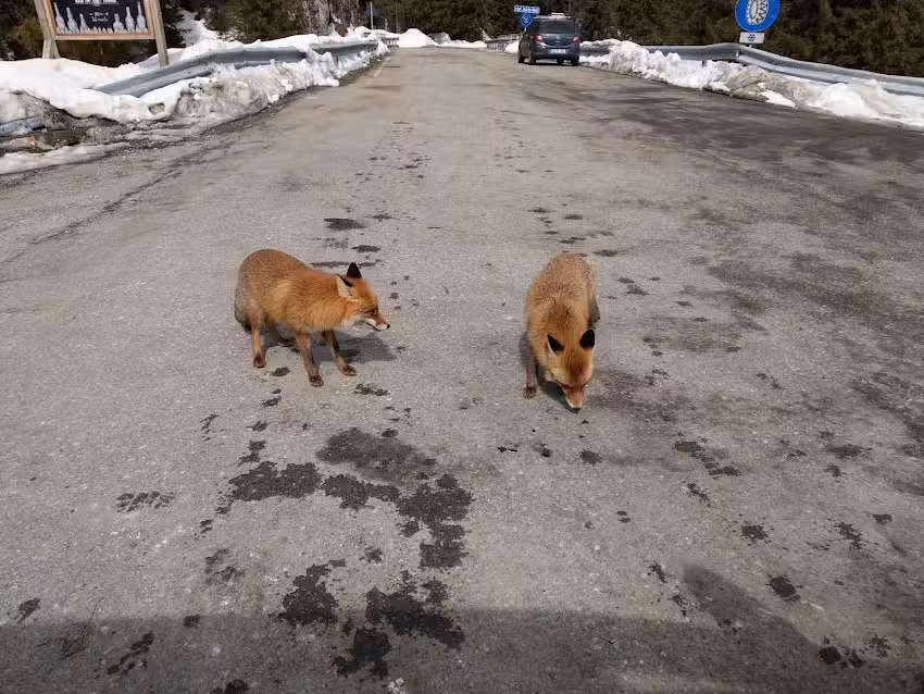 Cabana de vânătoare Câmpuşel