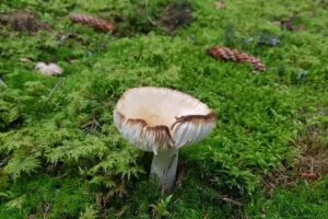 Cabana de vânătoare Câmpuşel