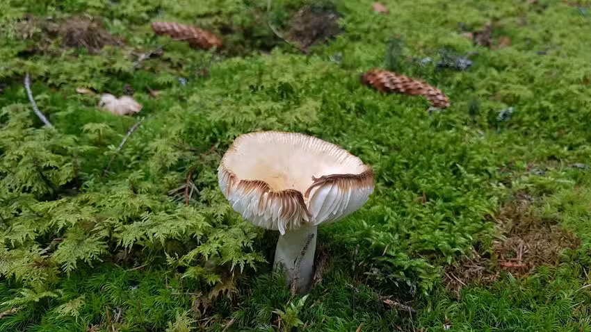 Cabana de vânătoare Câmpuşel