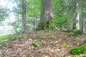 Cabana de vânătoare Rotunda
