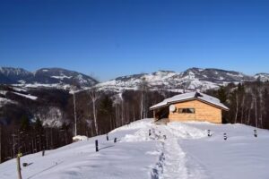 Cabana Doi Mesteceni