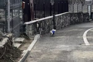 Cabana Gheara Ursului