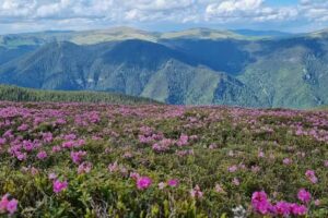 Cabana Maria-Petrimanu