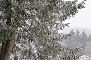 Cabana Militara Rasnov