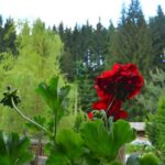 Cabana – Pensiune – Izvor de Munte (cu ciubar),Valea Mariilor, Bistrița-Năsăud