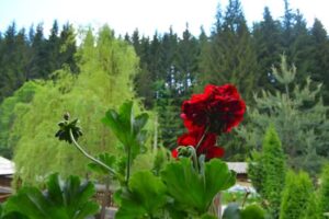 Cabana – Pensiune – Izvor de Munte (cu ciubar),Valea Mariilor, Bistrița-Năsăud