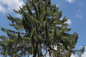 Cabana Poienile Vâlsanului