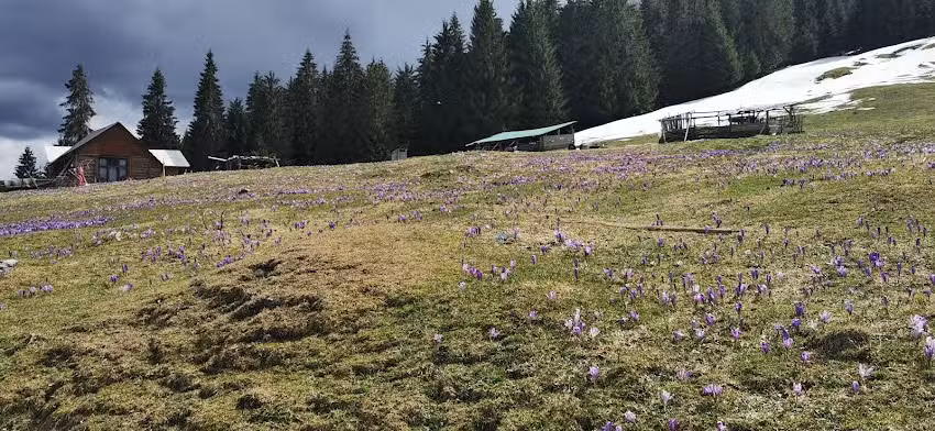 Cabana Scărița