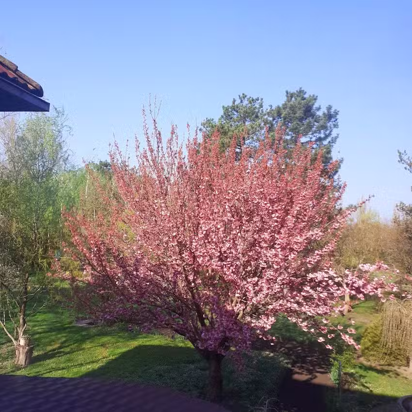 Cabana Silvicultorilor