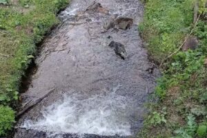 Cabana Vânătoare Tortura