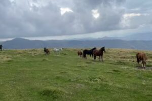 Cai și Pești la Cotenești