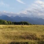 Camping Drăguş, Făgăraş