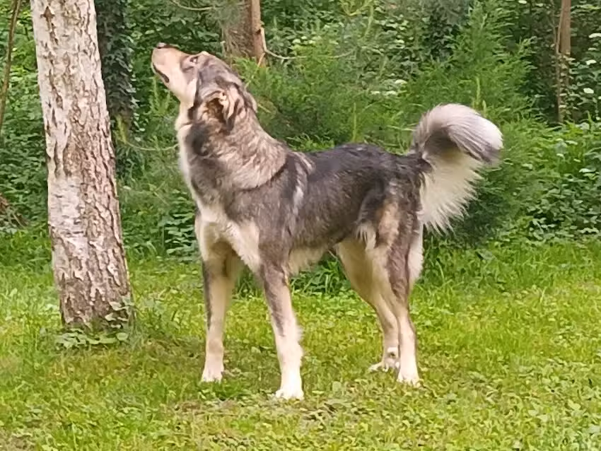 Camping Grădina Ioanei