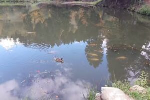 Camping Roşia Montană