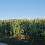 Campsite near Kostiyas farm
