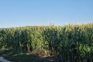 Campsite near Kostiyas farm