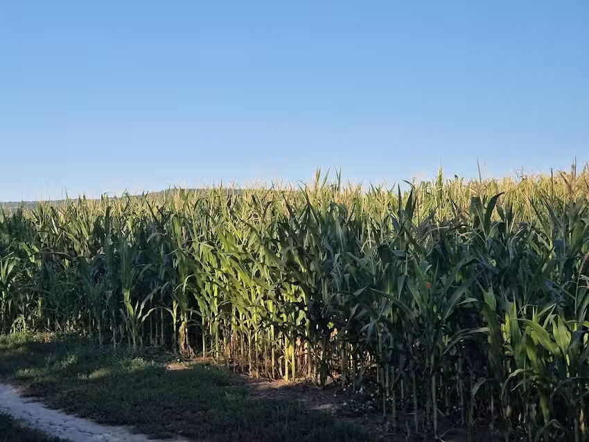 Campsite near Kostiyas farm