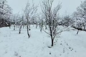 Casa Albu din Padure