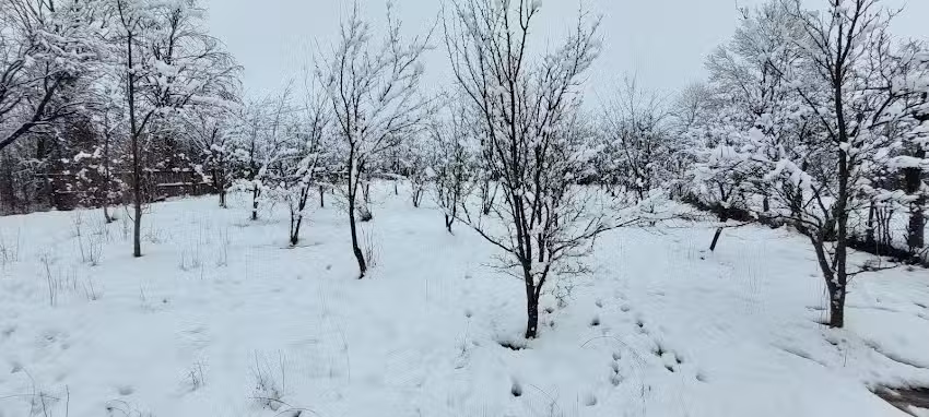 Casa Albu din Padure