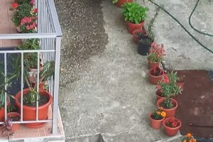 Casa Bonsai