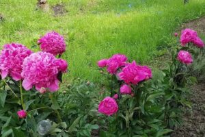 Casa Daniela, Micloșanii Mici 335 bis