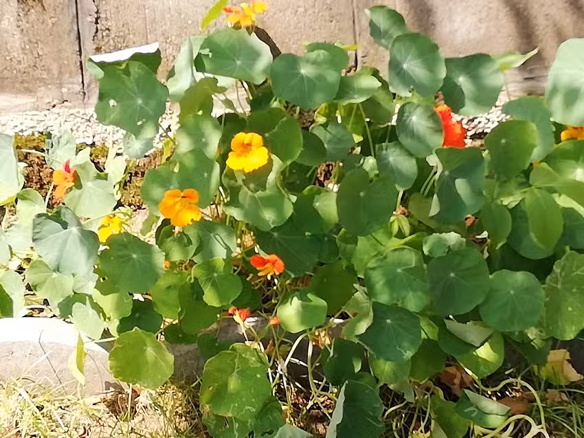 Casa de oaspeţi Körös Izvoru Crișului