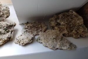 Casa de oaspeți ” Rodica”