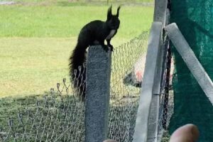 Casa de vacanta 483A