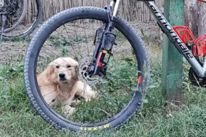 Casa de vacanta „Alexe” Pardina