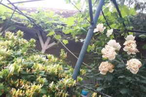 Casa de Vacanta – Ghizela