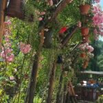 Casa de Vacanta Rindunica Lepsa