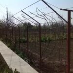 Casa di Vivi (VirusFM)