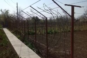 Casa di Vivi (VirusFM)