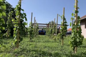 Casa Hazenberg-Gelok