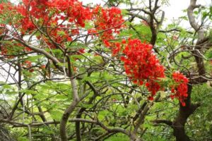 Casa Ierusalim Hozeva