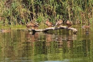 Casa Lebăda Jurilovca