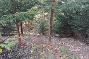 Casa Petit Maison Moeciu